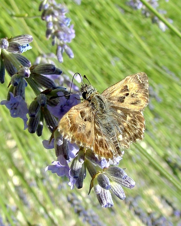 mallow skipper